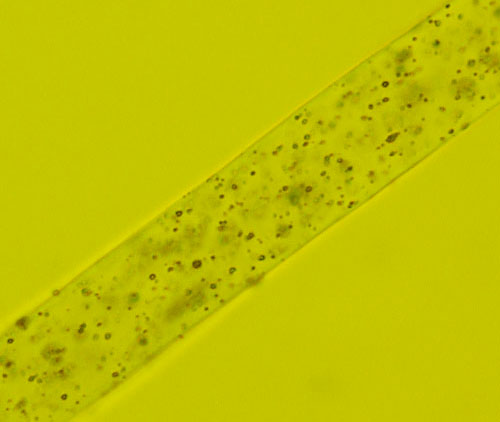 colle-acriliche-500x422