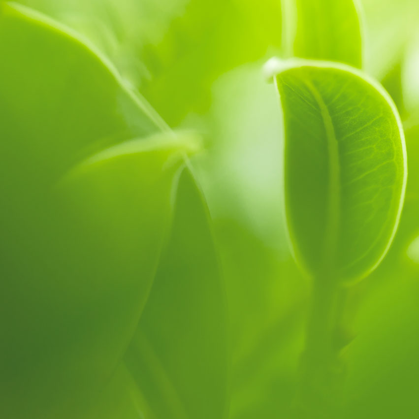 colle-green-organic-quadro-851x851