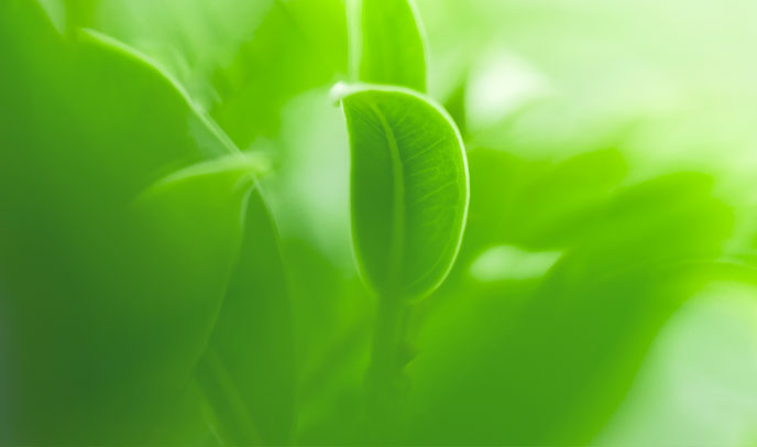 colle-green-organiche-688x406