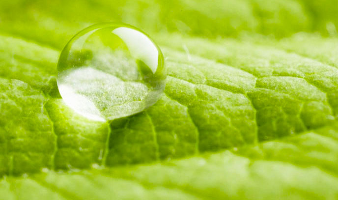 colle-green-vegetali-688x407