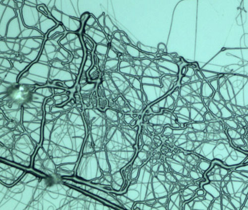 colle-poliuretaniche-500x422